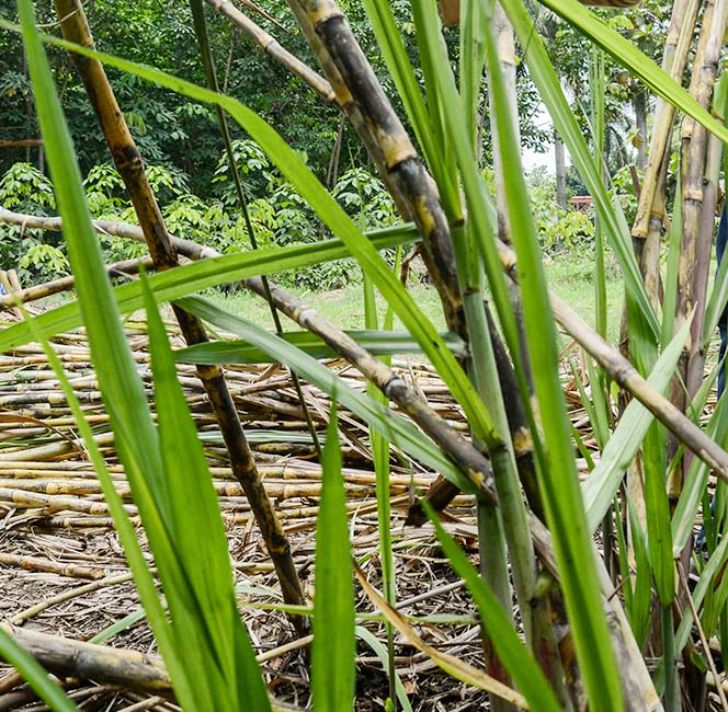 Energía que Impulsa Nuestro Futuro