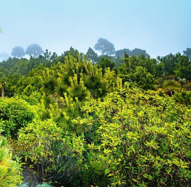 Somos carbono neutral